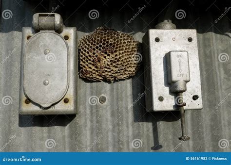 wasp nest in electrical box|electrical panel box wasps.